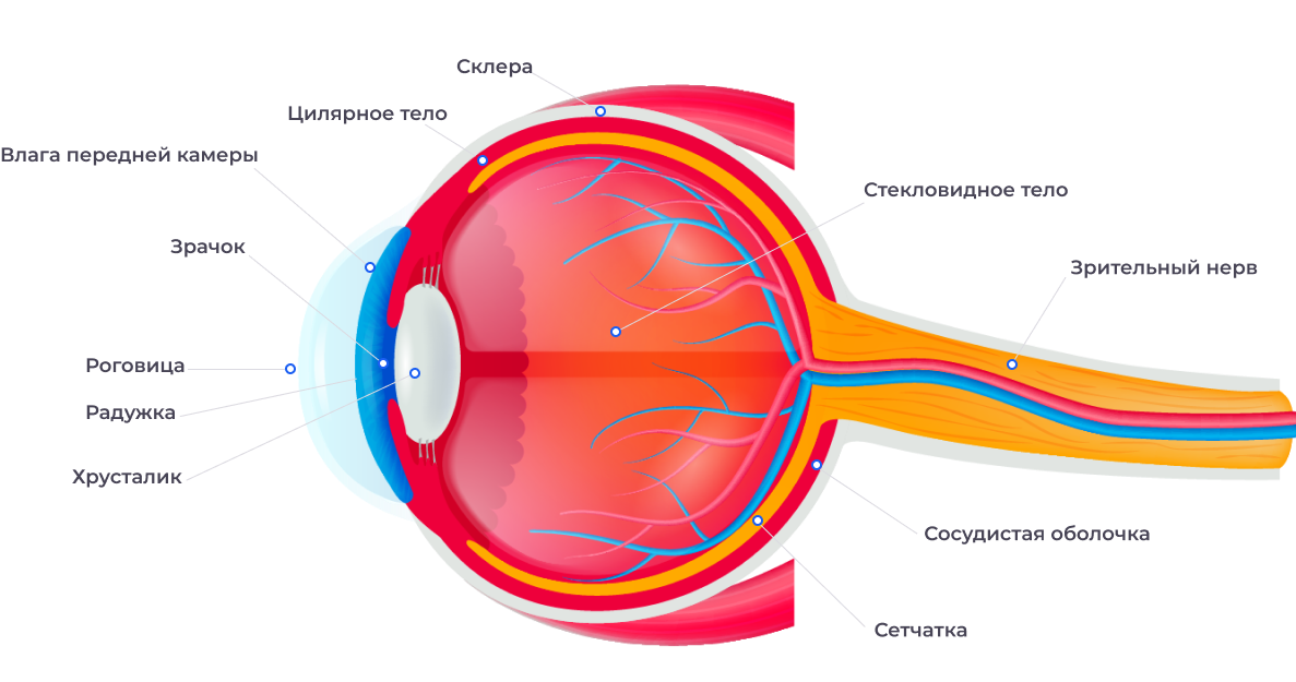Строение глаза – полезная информация на сайте офтальмологического центра  VISTA.